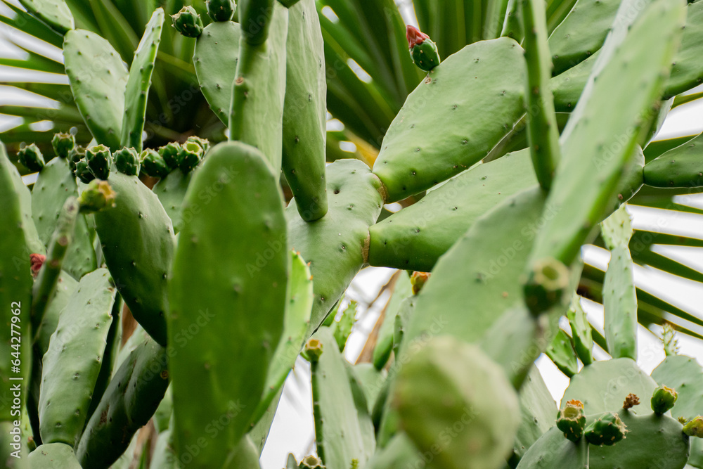 green plants green plants