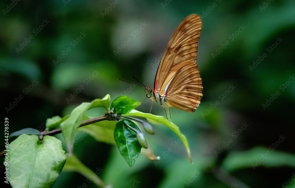Up close of a brown and orange butterfly perched on a green leaf in Detroit zoo Up close of a brown and orange butterfly perched on a green leaf in Detroit zoo
