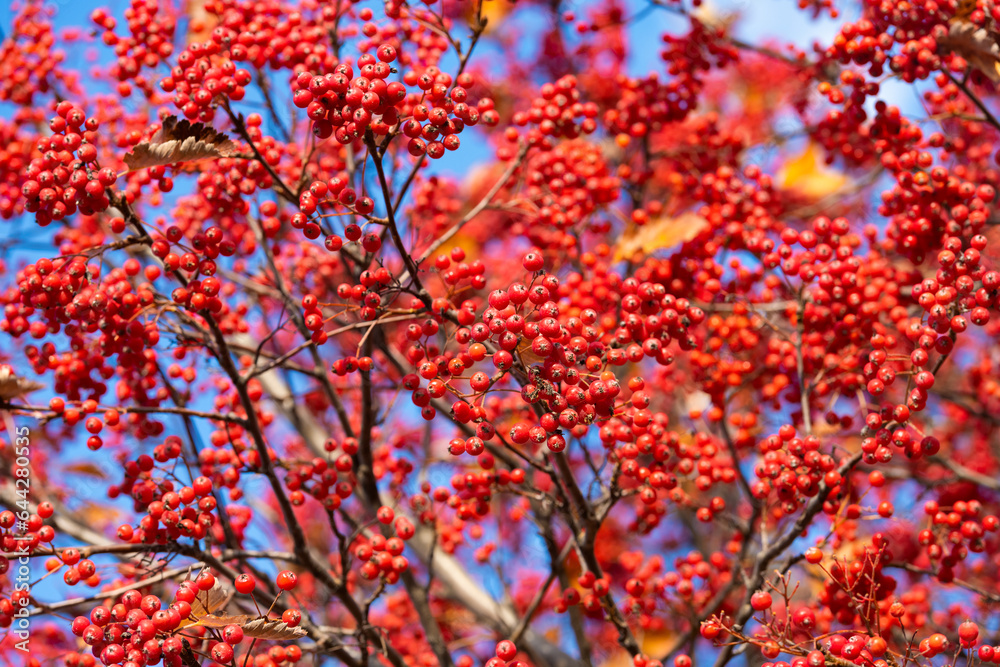 rowan tree with red berry autumn background rowan tree with red berry autumn background