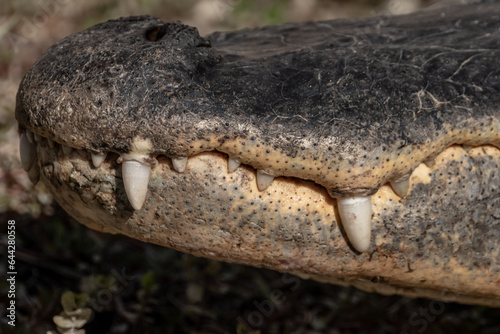 Overbite Of Alligator Teeth Close Up