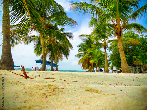 beaches of Falcon key in Venezuela. soft and crystalline sand. palm trees formed in a row. white sand beach and giant palm trees in Chichiriviche. 