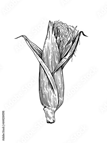 Detailed botanical illustration of corn cobs isolated on white background. Drawing in old retro engraving style. Hand drawn realistic ink sketch.