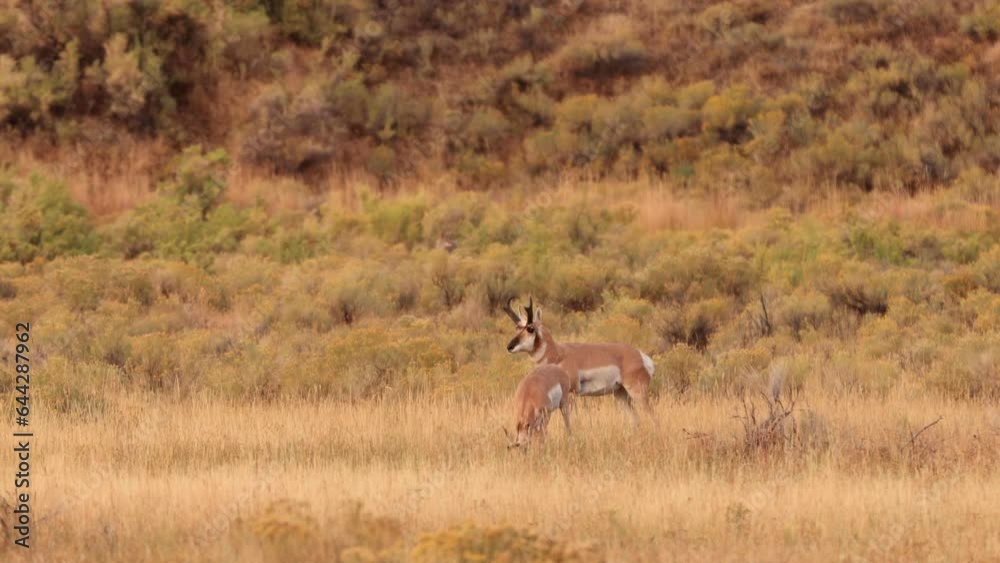 Pronghorn in Yellowstone National Park in Wyoming Pronghorn in Yellowstone National Park in Wyoming