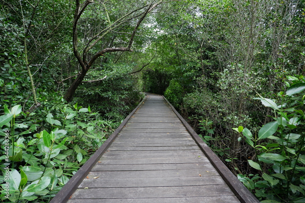 wooden bridge for walking in the middle of the mangrove forest. outdoor tourism wooden bridge for walking in the middle of the mangrove forest. outdoor tourism