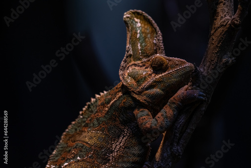 Beautiful colof of chameleon panther on branch, animal closeup