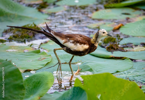 Pheasant-tailed jacana photo