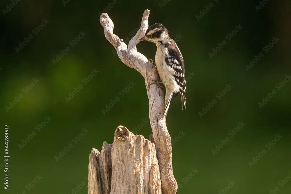 Woodpecker perched on a branch