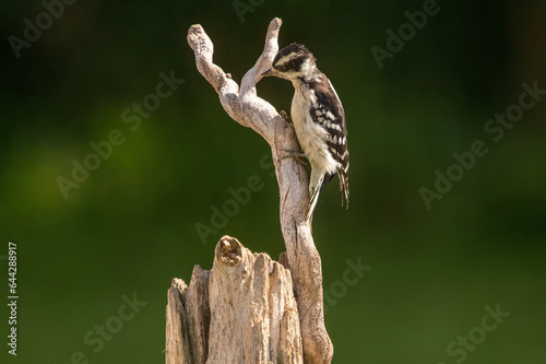 Woodpecker perched on a branch