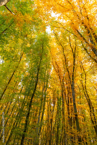 low view of beautiful nature of fall forest. forest nature in fall season. seasonal nature in forest