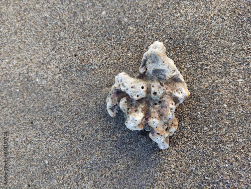 Small coral in the beach