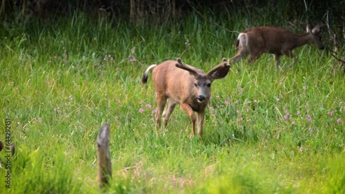 Mule Deer grazing in a meadow in Kings Canyon National Park