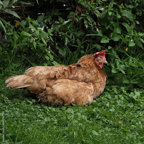 Rote Henne liegt schlafend im Gras