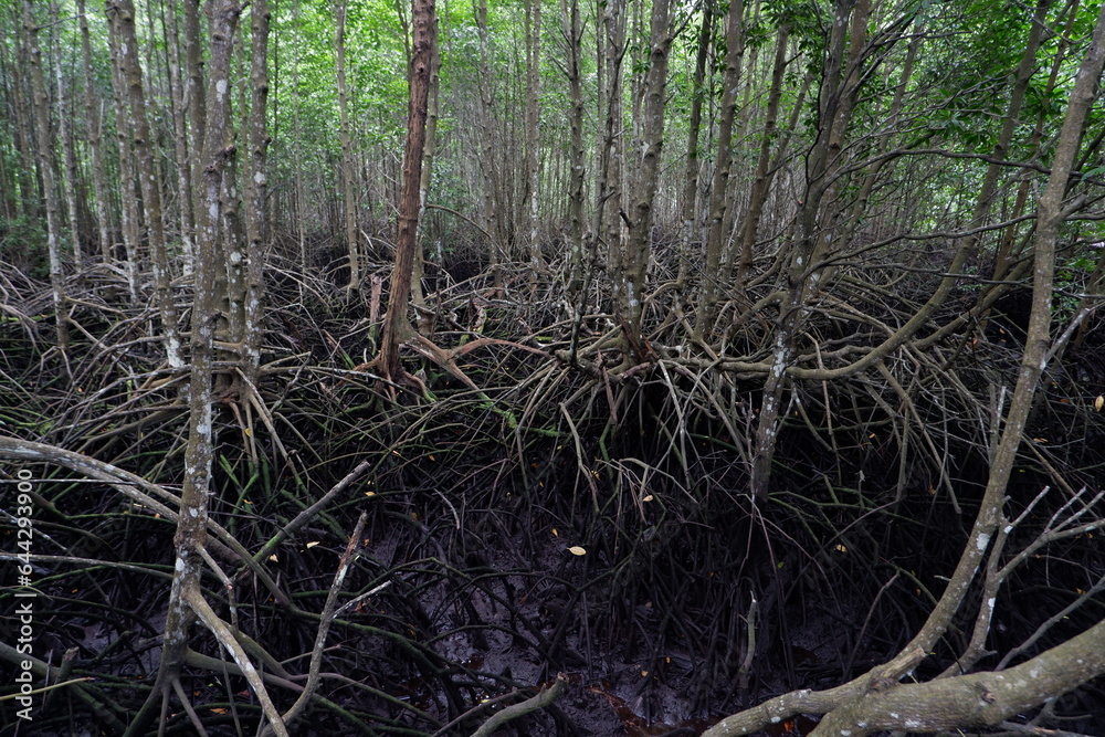 selective focus to the roots of mangrove trees growing above the water selective focus to the roots of mangrove trees growing above the water