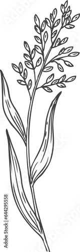 Wildflower branch drawing. Herb sketch. Natural botany