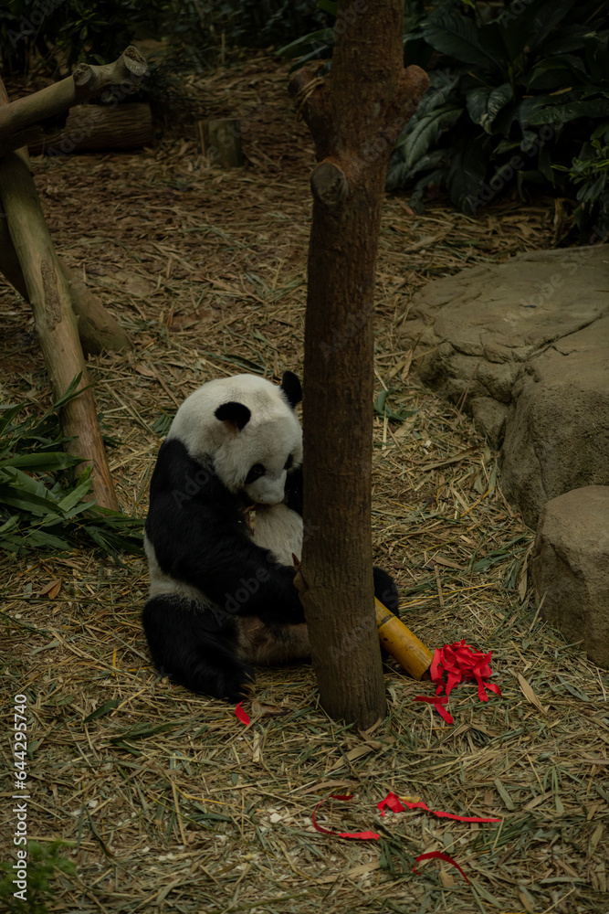 Fototapeta premium Panda relaxes in the woods eating the bamboo leave in Chengdu
