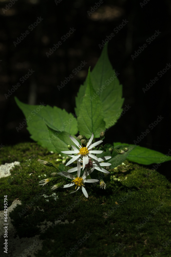 flower leaves on mossy rock flower leaves on mossy rock