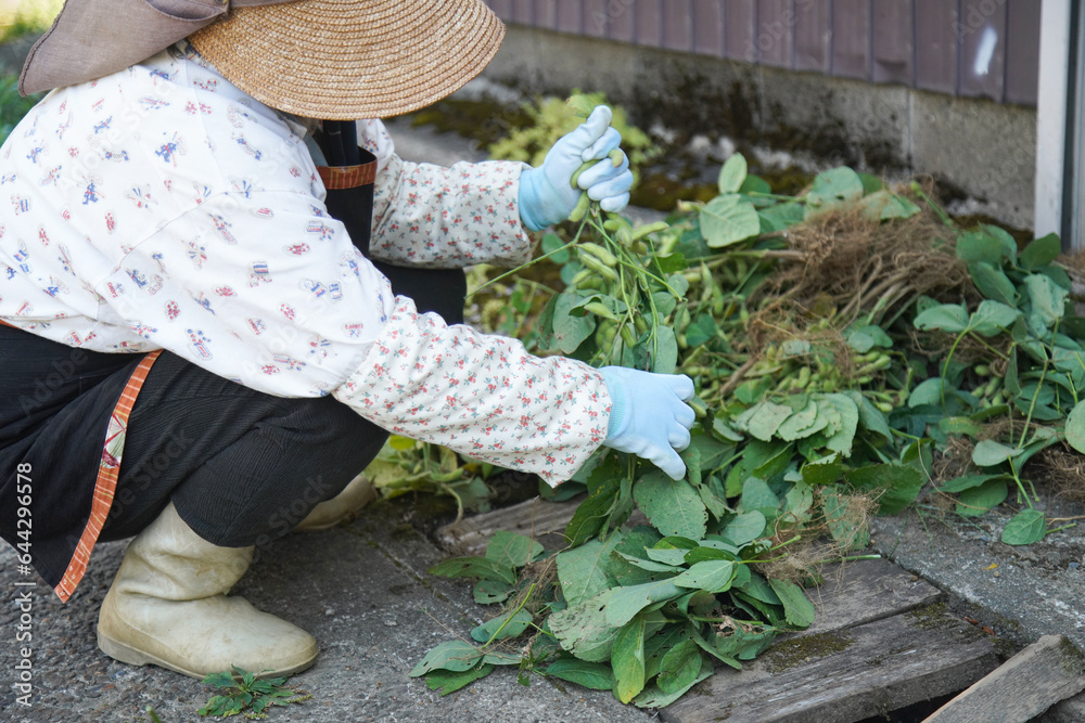 収穫した枝豆の根と葉を取り除く女性 Stock Photo | Adobe Stock
