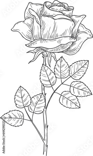 Botanical rose illustration. Natural plant branch sketch