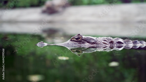 фотографія reflection of Caiman crocodilus in water surface