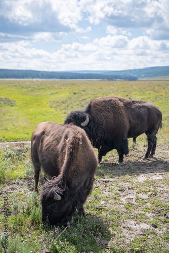 buffalo in the field in yellowstone