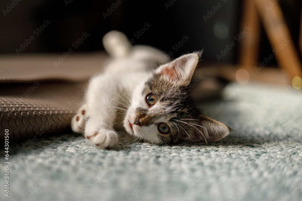 a closeup portrait of a kitten laying on a yoga mat