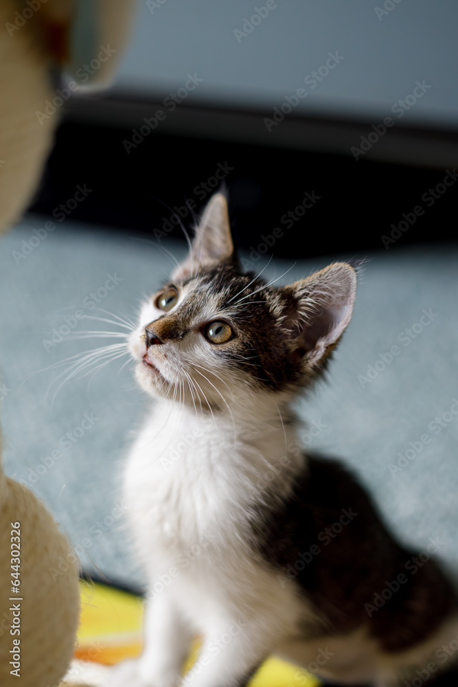 a vertical portrait of a kitten looking at an out of frame toy