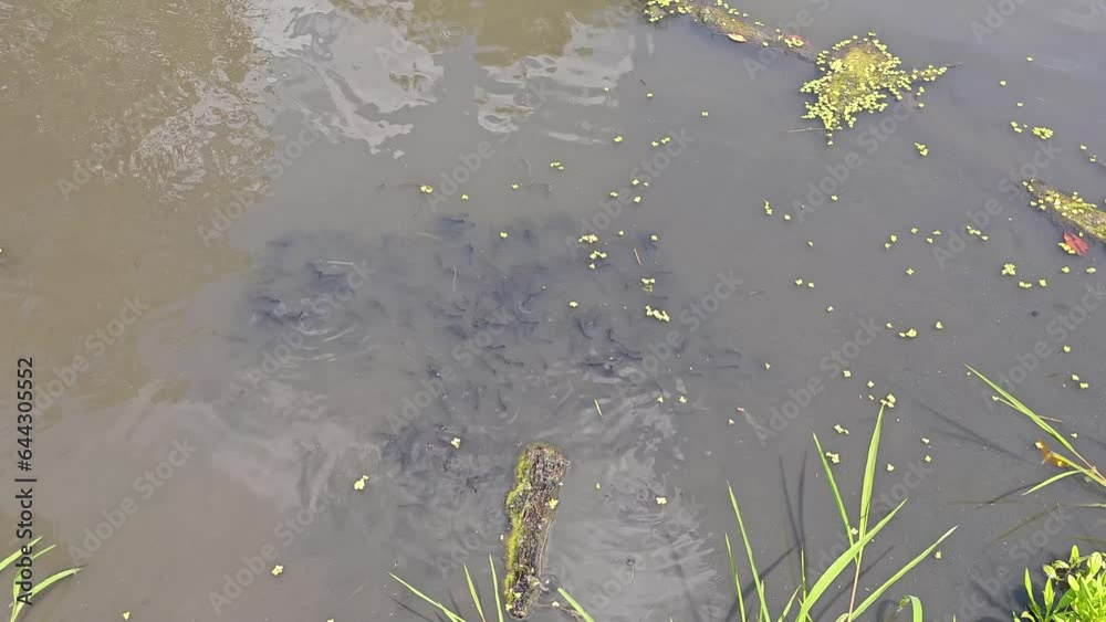 Catfish swarming on water surface with dragonflies flying