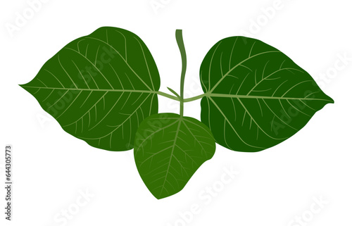 two silhouettes of plants with leaves, green leaf plant vector, eco, nature, tree branch, isolated, close up, background, natural, tree, fresh, garden, spring, green leaf isolated on white background