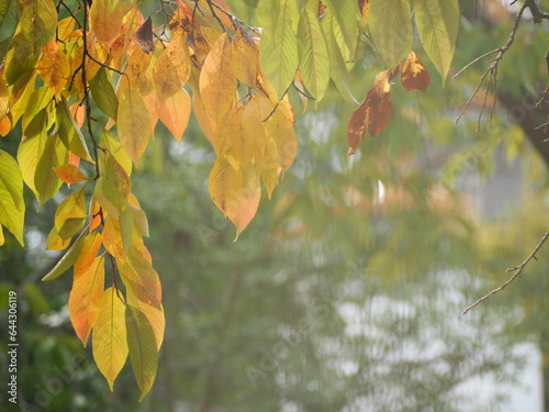 色づきはじめた桜の葉 photo