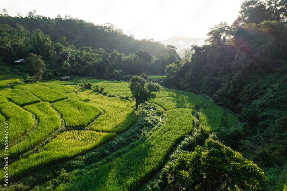 Rice terraces in the forest at a rural village