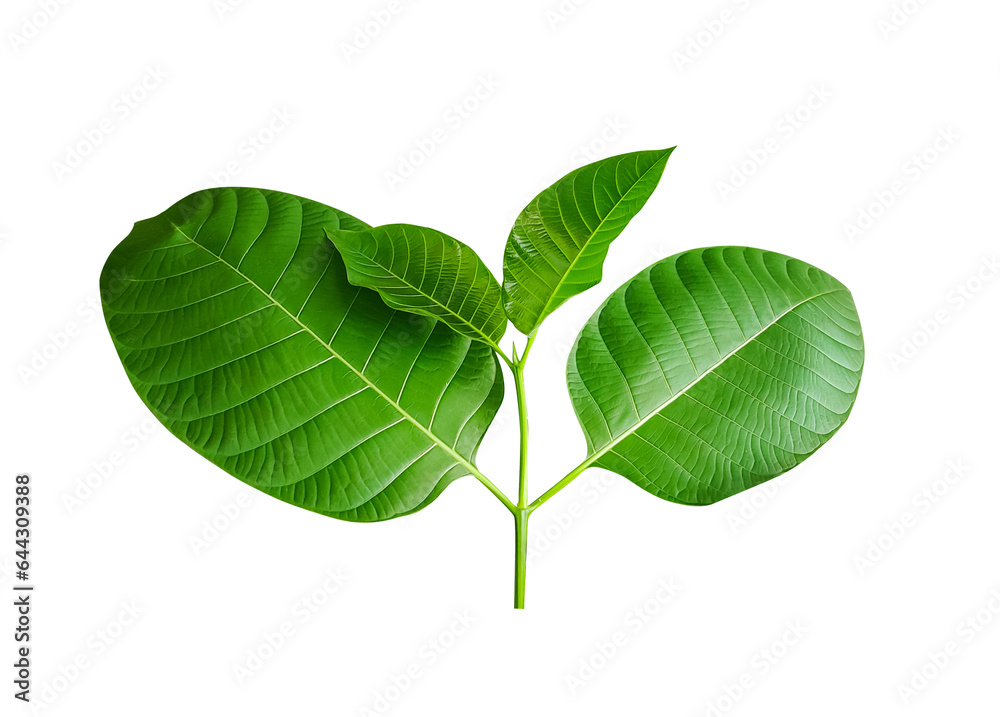 green leaves ant big tree branch on a white background, green, leaf, plant, eco, nature, tree branch, isolated, close up, background, natural, tree, fresh, garden, spring, summer, foliage green leaves ant big tree branch on a white background, green, leaf, plant, eco, nature, tree branch, isolated, close up, background, natural, tree, fresh, garden, spring, summer, foliage