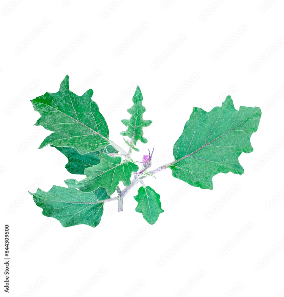 Fototapeta premium a plant with green leaves and purple flowers, a green eggplant plant with leaves on on white background , tree branch, isolated, close up, background, natural, tree, fresh, garden, spring, summer, 