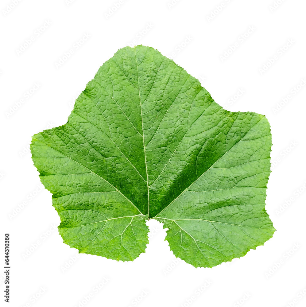 Obraz premium pumpkin green leaf isolated on pnga plant with green leaves on a white background, green, leaf, plant, eco, nature, tree branch, isolated, close up, background, natural, tree, fresh, garden, spring, s