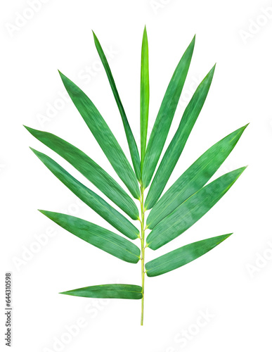 a green bamboo leaf is shown on a white background, green, leaf, plant, eco, nature, tree branch, isolated, close up, background, natural, tree, fresh, garden, spring, summer, foliage