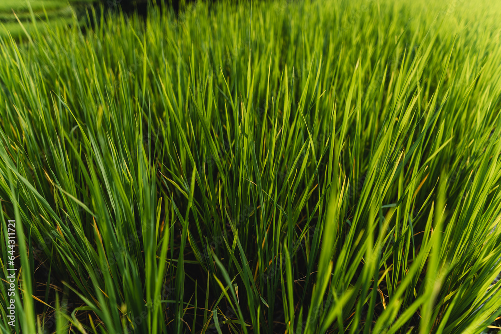 Green rice fields at the countryside Green rice fields at the countryside