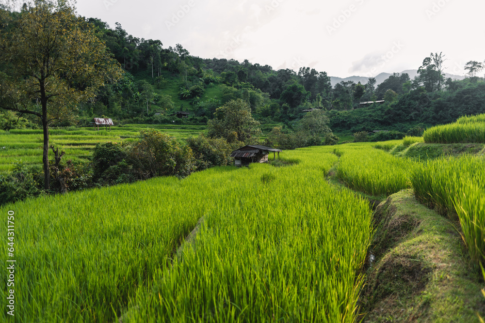 Green rice fields at the countryside