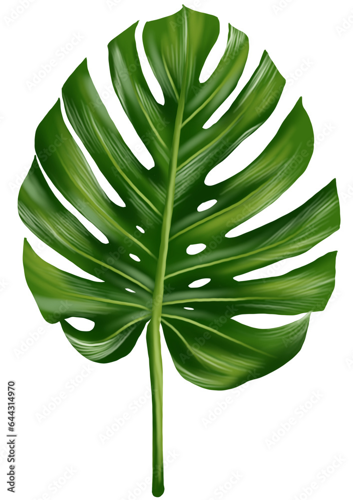 Monstera Leaf Illustration Monstera Leaf Illustration