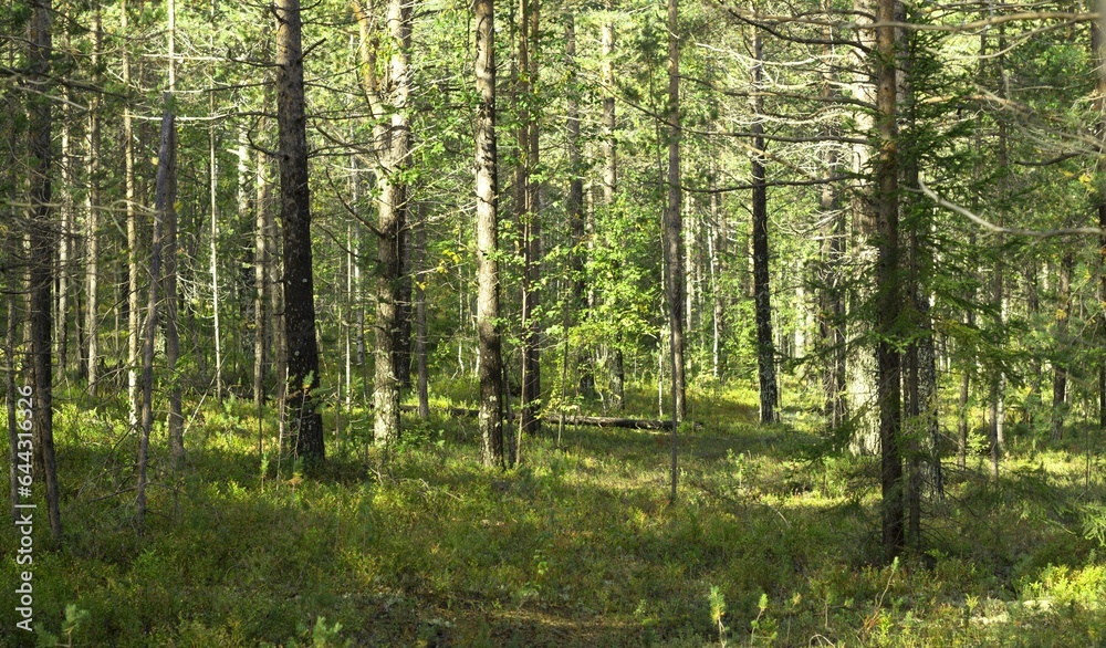 Trees in the forest, illuminated by sunlight, the sun's rays penetrating through the trees illuminate the branches of trees Trees in the forest, illuminated by sunlight, the sun's rays penetrating through the trees illuminate the branches of trees