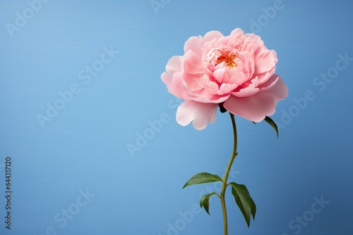 A pink peony rests on a blue backdrop. Generative AI