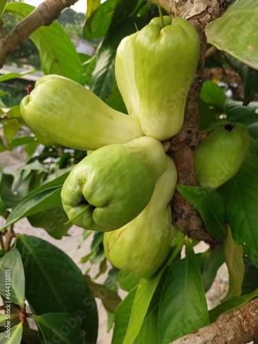 White bol guava or Malay apple (Syzygium malaccense) contains nutrients such as protein, fat, fiber, calcium, phosphorus, carotene, vitamin A, vitamin B1, B2, ascorbic acid. photo