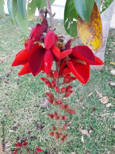 Purple coral tree (Erythrina Fusca) is quite popular as an ornamental plant. photo