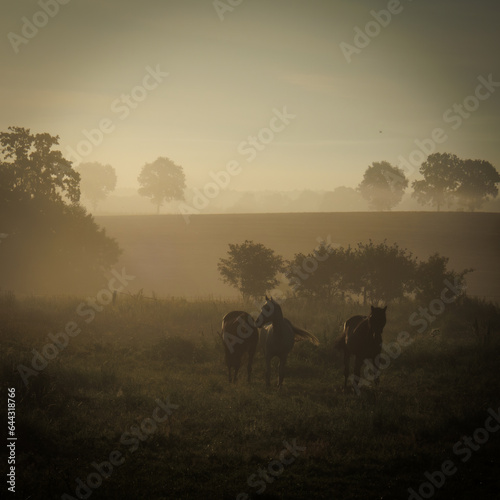 Fototapeta Naklejka Na Ścianę i Meble -  three horses standing in the morning fog on the meadow