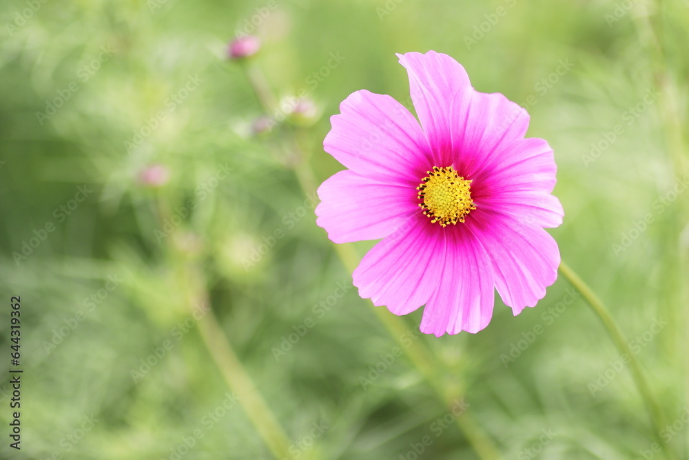 コスモスの花のある風景 コスモスの花のある風景