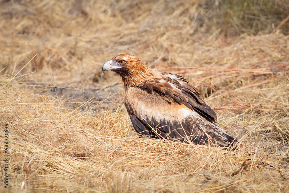 Fototapeta premium A wedge tailed eagle sitting in the grass next to the road in Northern Queensland, Australia.