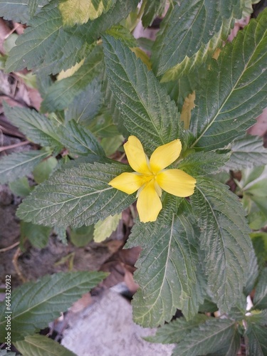 Turnera ulmifolia, a wild plant that can be used as a virility drug.