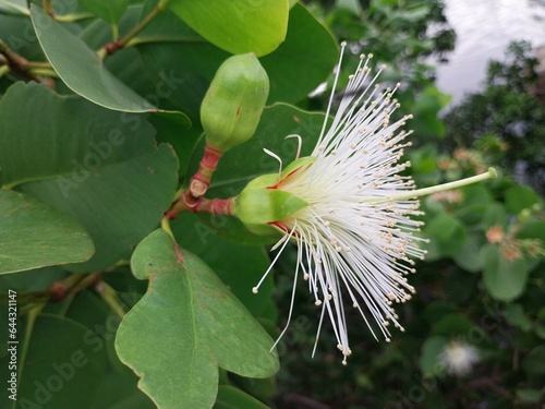 Mangrove flowers (Rhizophora apiculata) look beautiful before they become fruit. photo