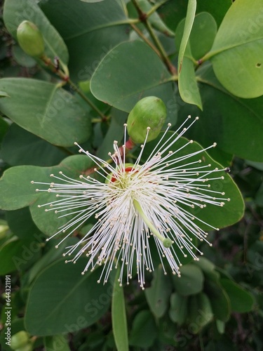 Mangrove flowers (Rhizophora apiculata) look beautiful before they become fruit. photo