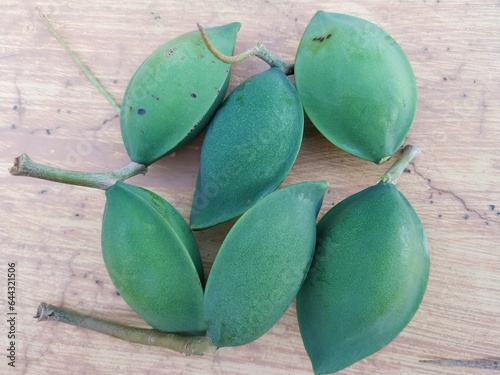 Ketapang fruit (Terminalia catappa) is useful as a beauty and herbal ingredient. photo