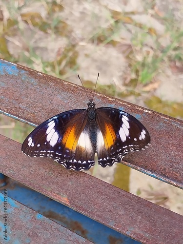 Great eggfly (Hypolimnas bolina) looks beautifu photo