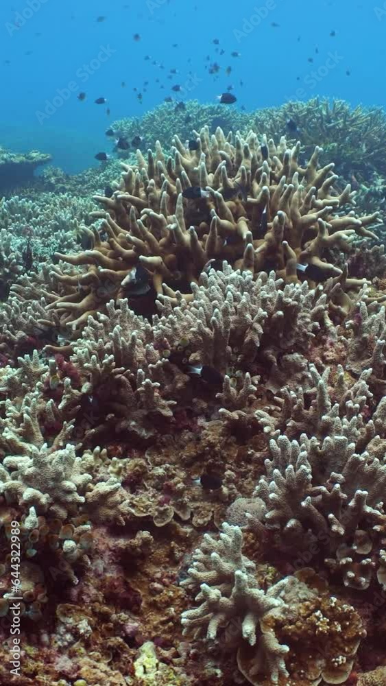 Tropical Fish Corals Marine Reef. Underwater Sea Tropical Life. Tropical underwater sea fishes. Underwater fish reef marine. Sipadan, Malaysia. Tropical Fish Corals Marine Reef. Underwater Sea Tropical Life. Tropical underwater sea fishes. Underwater fish reef marine. Sipadan, Malaysia.